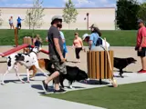 Dogs and Owners and dog park