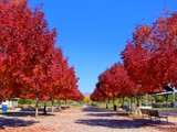 Kleiner Park in the Fall